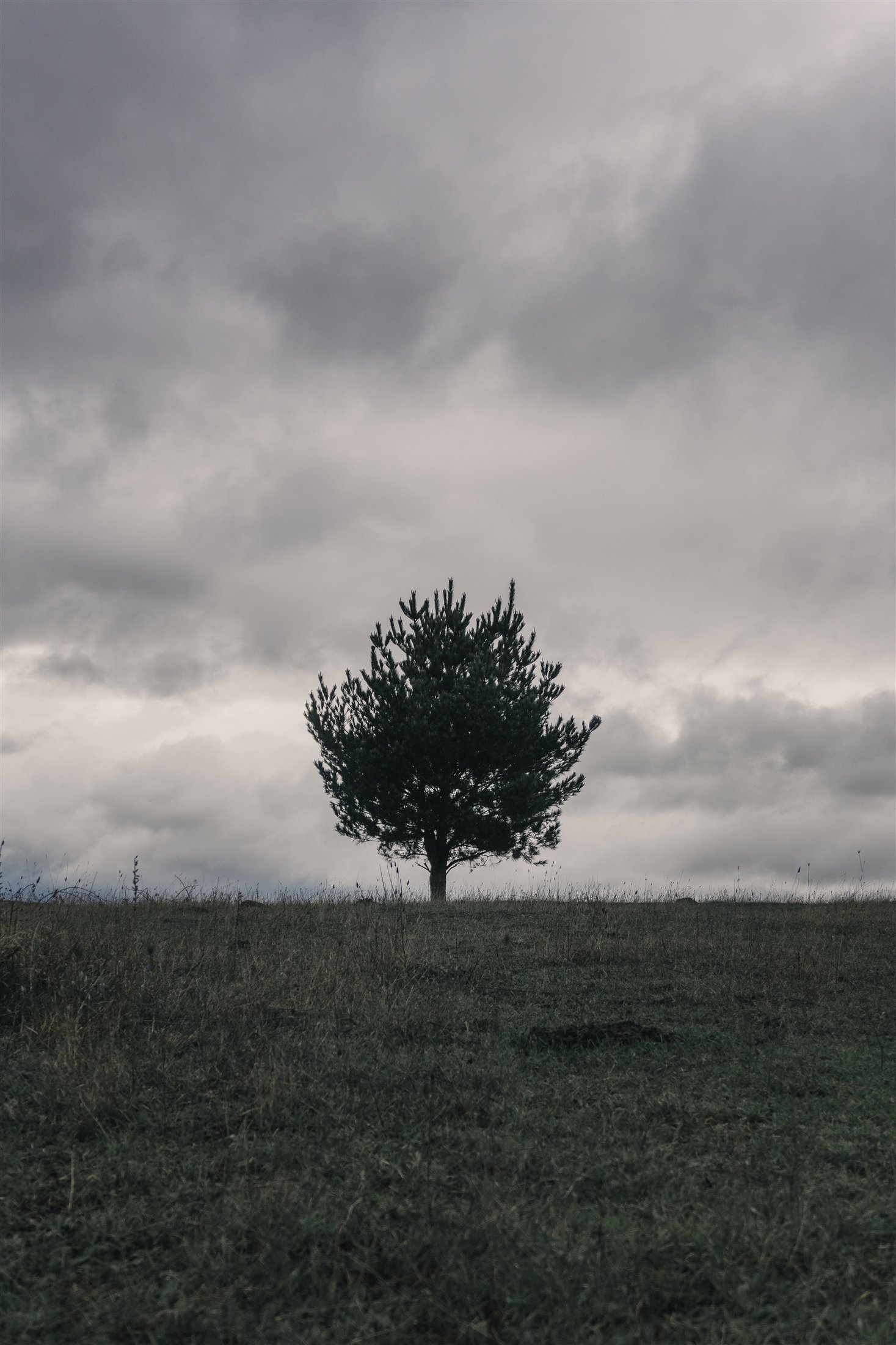 Árbol solitario bajo un cielo cubierto de nubes grises