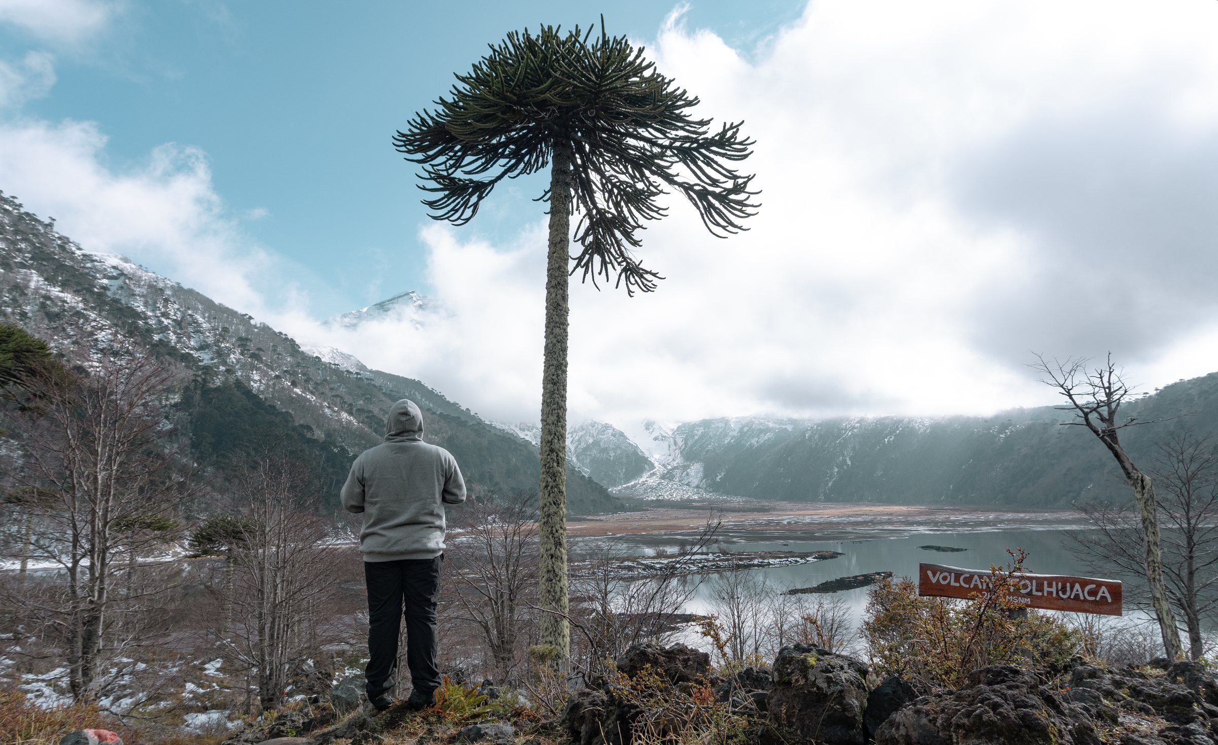 Persona contemplando una laguna y un volcán nevado junto a una araucaria