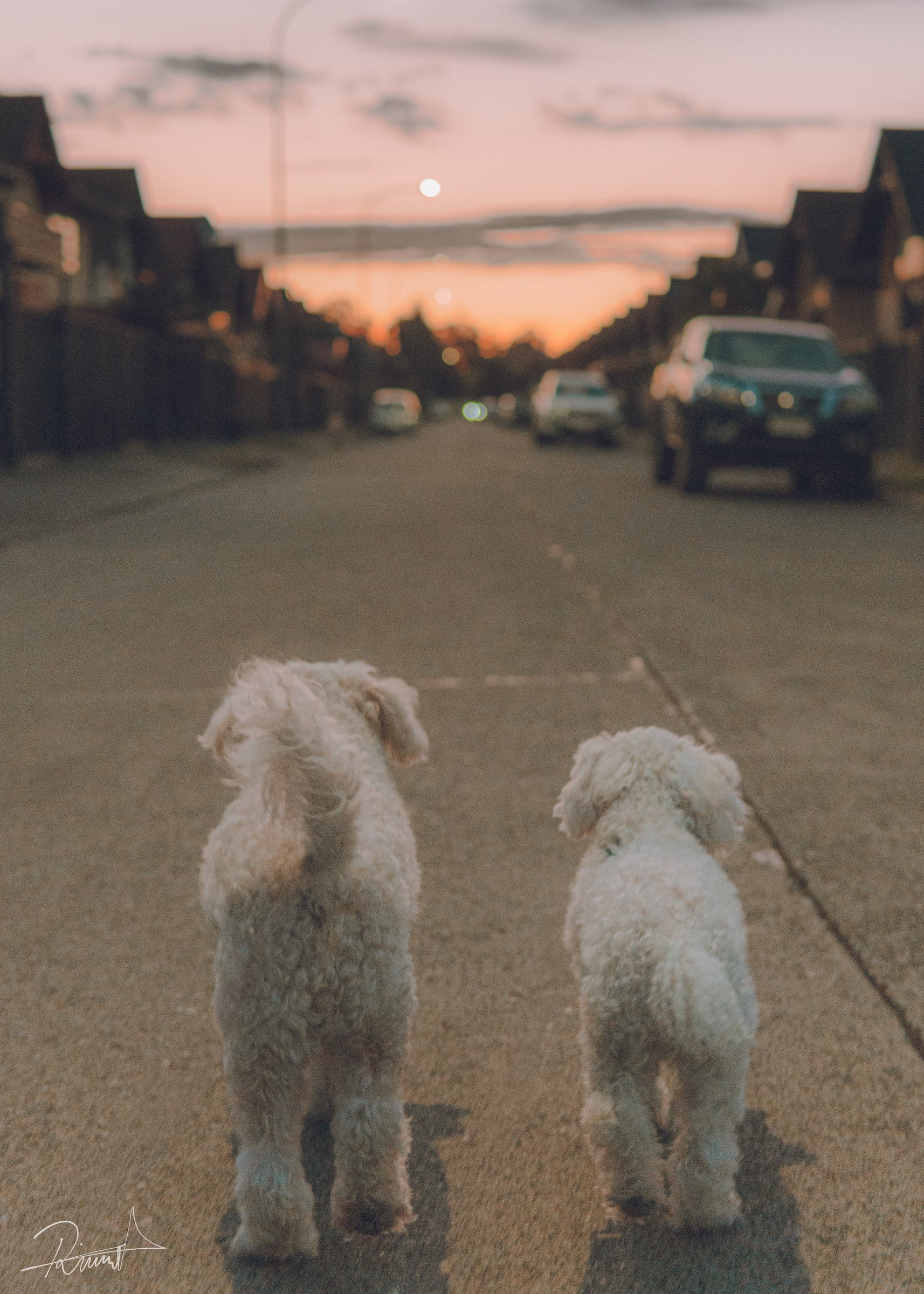 Dos perros caminando juntos por una calle