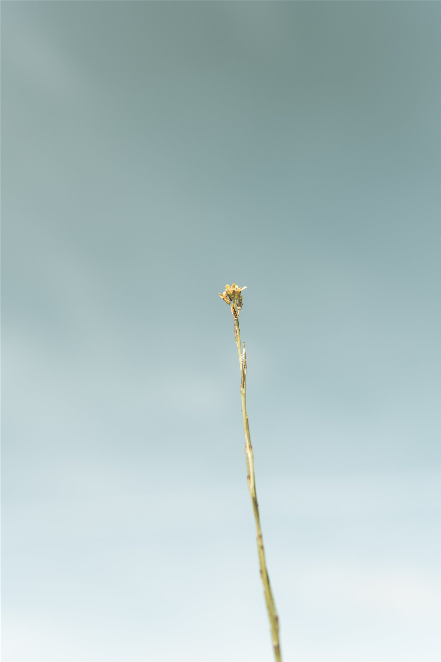 Pequeña flor aislada sobre un fondo celeste desenfocado
